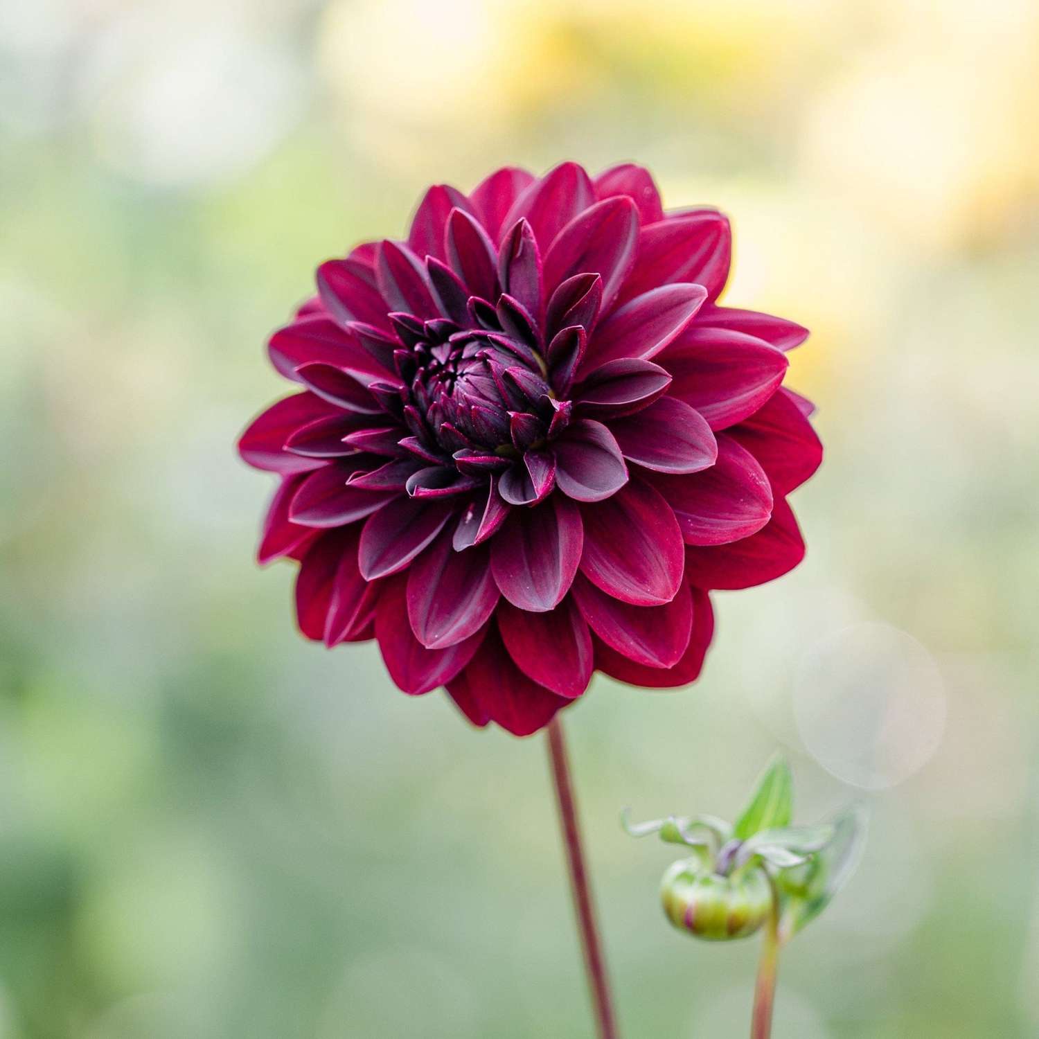 Dahlie 'Arabian Night'